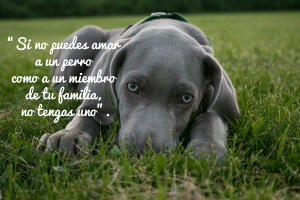 cpcm animales Blog cpcm animales Blog