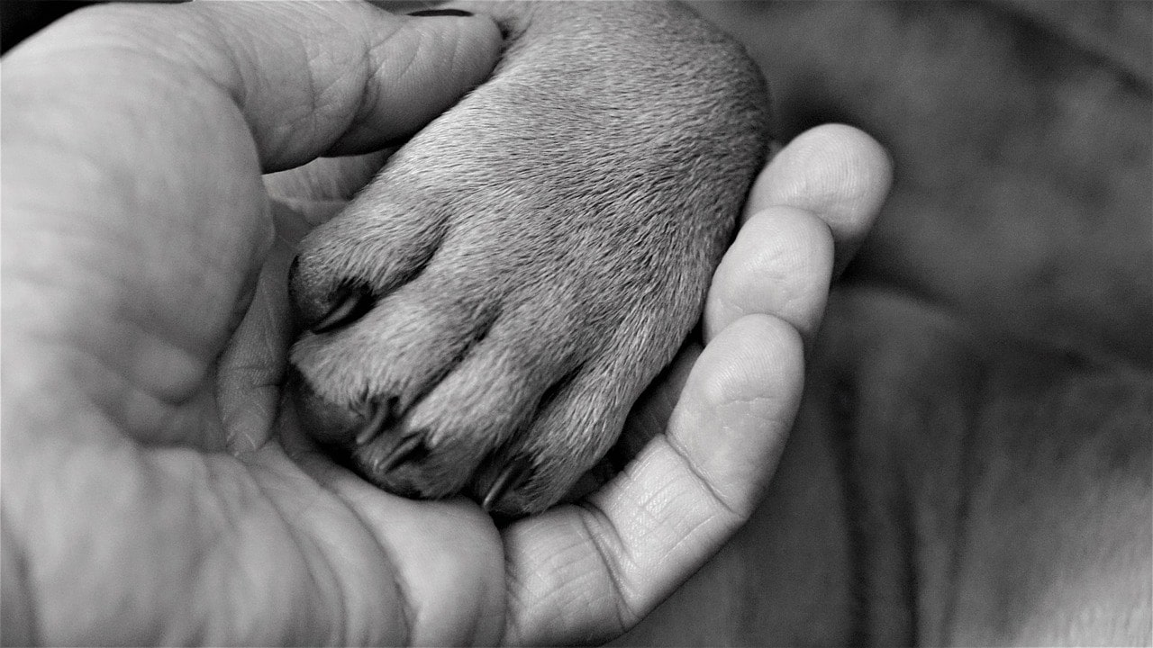 Grupo de Trabajo de Prevención y Erradicación del Maltrato Animal